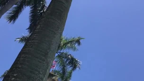 アリオラーニはハワイ州最高裁判所の所在地です 歴史的な首都の建物の前でヤシの木が揺れる — ストック動画