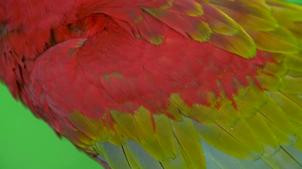 Makro Zblízka Křídle Peří Papouška Papouška Macaw Pak Naklonit Nahoru — Stock video