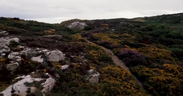 アイルランドの花の上を飛ぶ映画 — ストック動画