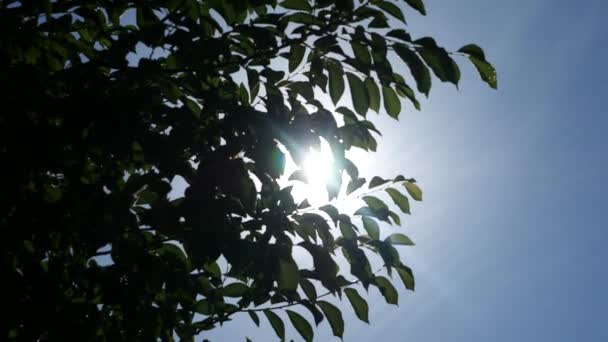 Sluneční Světlo Mezi Listy Stromů — Stock video