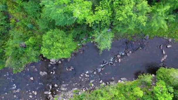 Maine Deki Onawa Trestle Çevresindeki Orman Nehrin Hareketli Bir Görüntüsü — Stok video