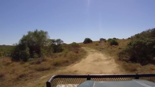 Een Begeleide Game Drive Door Oostelijke Kaap Wildernis Van Zuid — Stockvideo