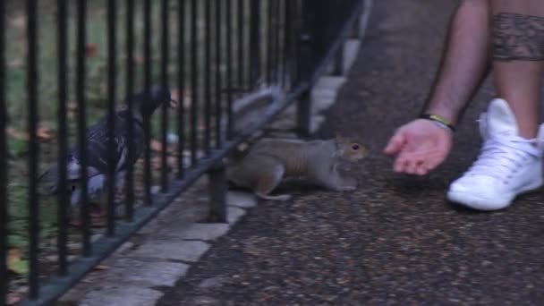 Wiewiórka Ręki Osoby Londyńskim Jame Park — Wideo stockowe