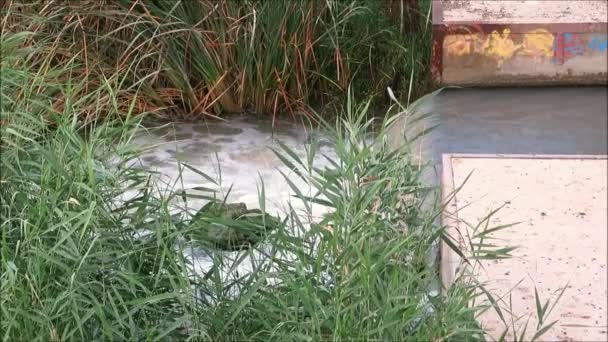 Acqua Scorre Sul Labbro Cemento Sotto Ponte Sul Fiume Andaluso — Video Stock