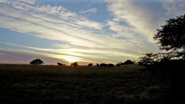 Stado Wildebeest Przygotowuje Się Nowy Dzień Gdy Słońce Wschodzi Nimi — Wideo stockowe