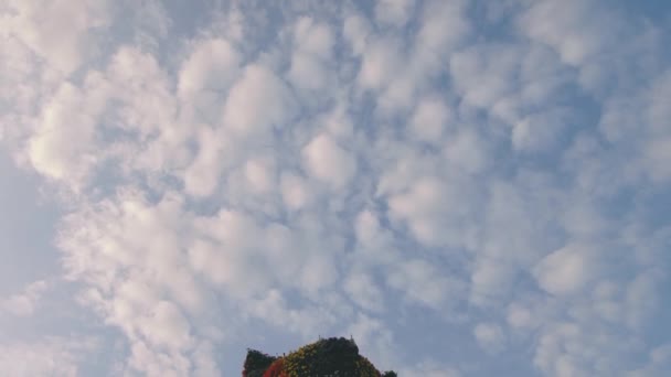 베오그라드 아리아가 구겐하임 다리등 — 비디오