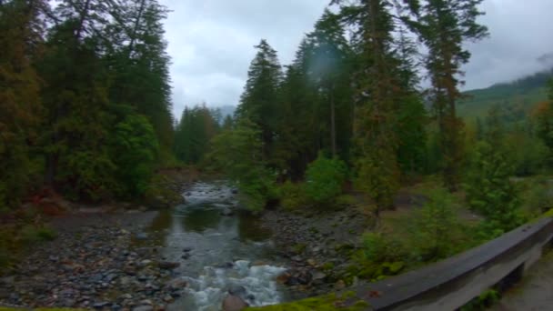 橋の下を流れる小川のせせらぎ 温帯雨林に位置する — ストック動画