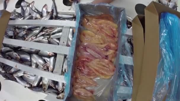 Lavorazione Del Pesce Impianto Aringhe — Video Stock