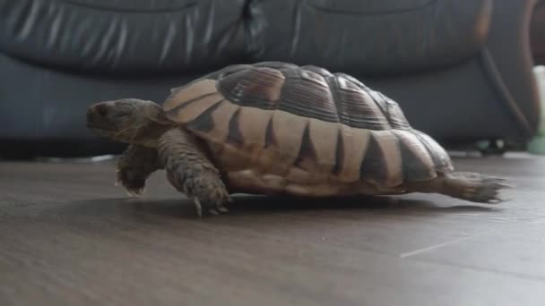 Lado Toma Una Tortuga Que Camina Derecha Izquierda Parando Antes — Vídeo de stock