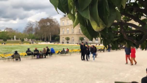 Jardin Luxembourg Στο Παρίσι Πίσω Από Ένα Δέντρο Τραβηγμένη Εστίαση — Αρχείο Βίντεο