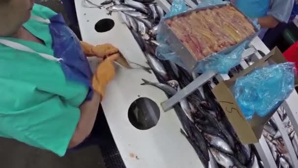 Lavorazione Del Pesce Impianto Aringhe — Video Stock