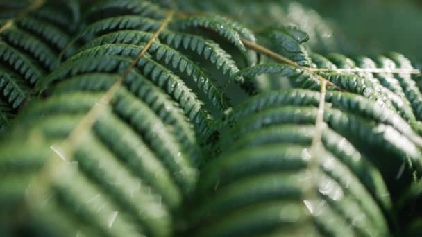 Closeup of Green ferns with strong contrast