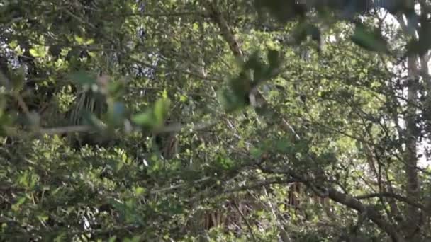 Каструля Крізь Розкішне Дерево Світло Купає Сонце Прекрасний Знімок Природи — стокове відео