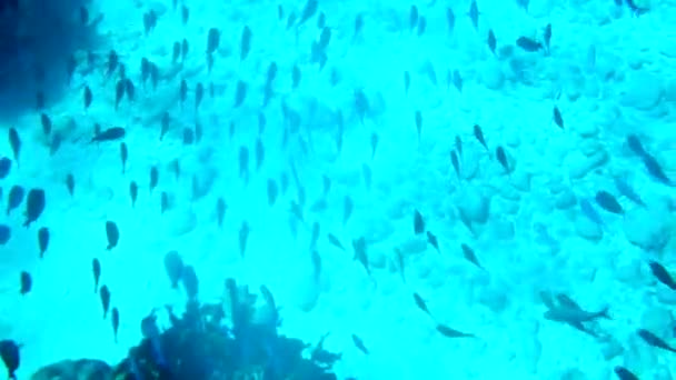 Wiele Ryb Pływa Gorącej Niebieskiej Wodzie Morza Karaibskiego — Wideo stockowe
