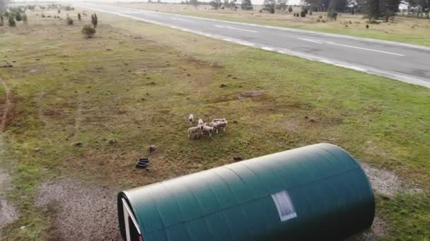 Aerial Drone Shot Flock Sheep Farmland — Vídeo de Stock