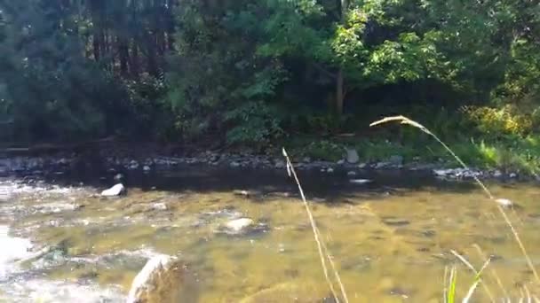 Reiger Vogel Vliegen Een Rivier — Stockvideo