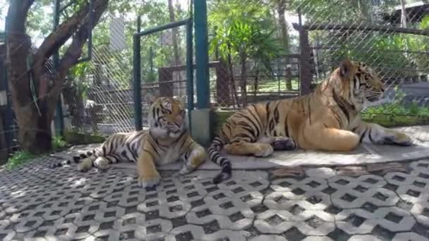 Egy közeli felvétel két bengáli tigrisről a ketrecükben..