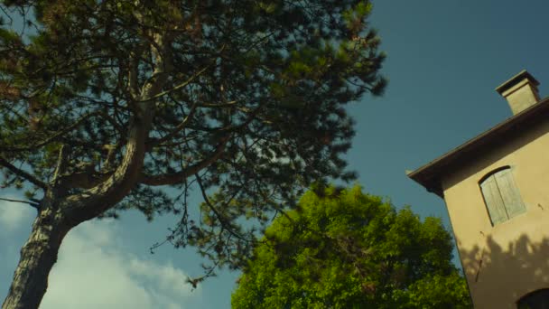 Pine Dan Pohon Sebelah Rumah Terhadap Langit Musim Panas Hampir — Stok Video