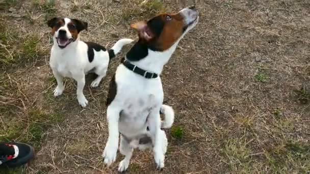 Jack Russell Terrier Beim Spielen — Stockvideo