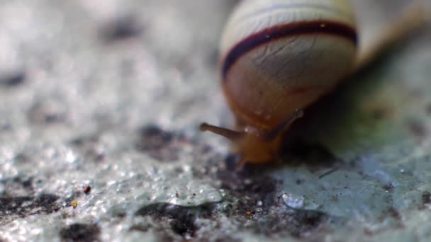 Snigel Rör Sig Mycket Långsamt — Stockvideo