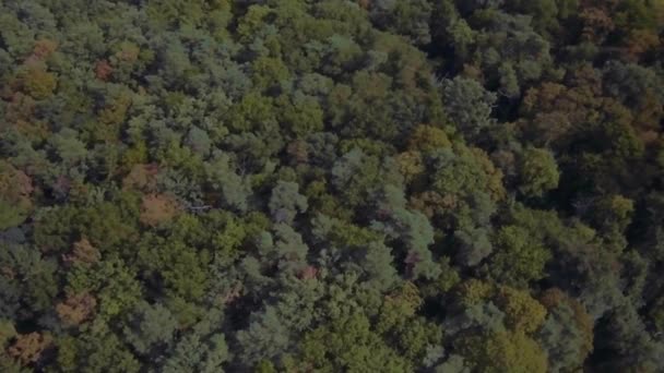 Yukarıdan Forrest Doğa Sahnesi — Stok video