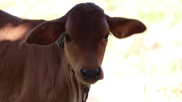 Une Petite Vache Claves Inde — Video