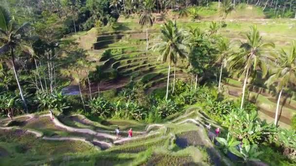 Aerial Drone Felvételek Rice Teraszok Stock Video — Stock videók