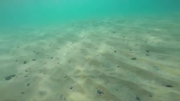 Entraînement Plongée Sous Marine Pour Observer Vie Sous Marine Comme — Video