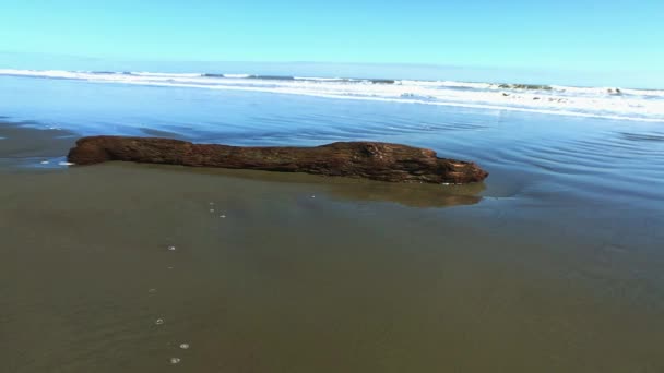 Large Piece Driftwood Amongst Incoming Tide New Zealand Beach — Stock Video