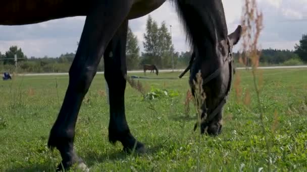 Kůň Žere Trávu Poli — Stock video