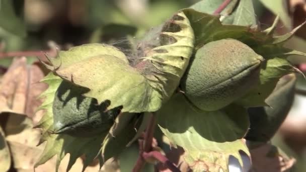 Frutas Algodão Fechadas Califórnia Eua — Vídeo de Stock