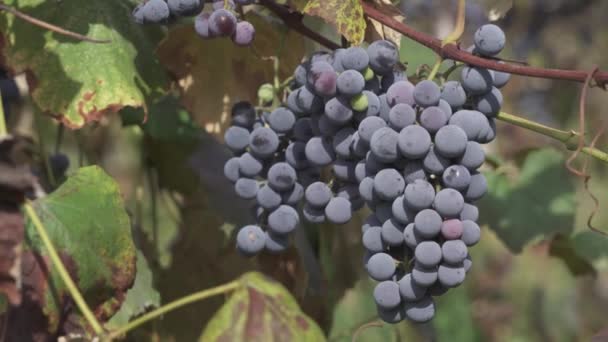 Grapes Growing Niagara Wine Region Beamsville Ontario Canada — Stock Video