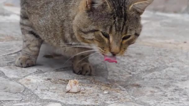 Yavaş Çekimde Kedi Yiyor — Stok video