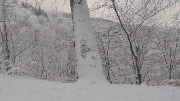 Tempo Invernale Nel Bosco — Video Stock