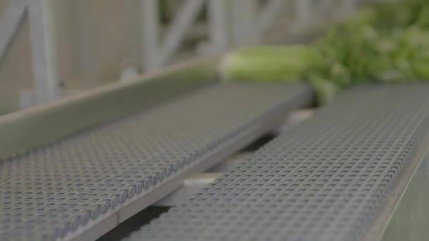 Geernteter Fenchel Wird Auf Förderband Gelegt — Stockvideo