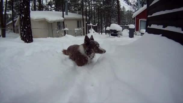 Honden Spelen Sneeuw — Stockvideo