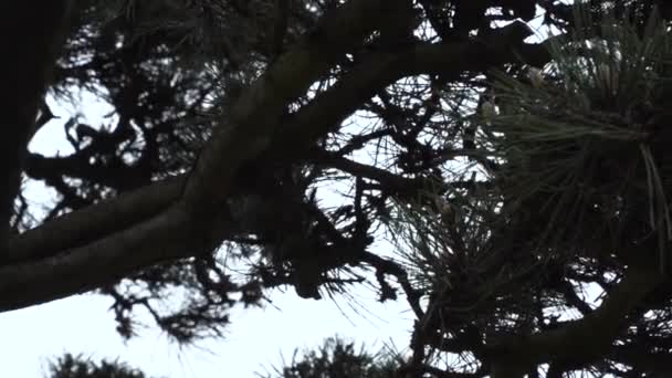 Japanskt Östligt Träd Den Japanska Trädgården Planten Bloomen — Stockvideo