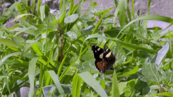 Ein Gelber Admiral Schmetterling Hebt Und Verlässt Den Rahmen — Stockvideo