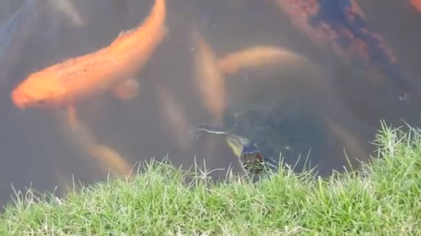 Turtle Och Koi Fiskar Vid Utfodringstiden Vid Byodo Inn Temple — Stockvideo