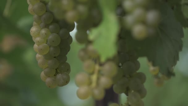 Riesling Crecer Vino Del Niágara Región Viña Beamsville Ontario Canadá — Vídeo de stock