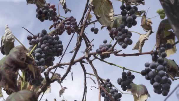 Concord Druiven Groeien Wijngaard Niagara Regio Beamsville Ontario Canada — Stockvideo