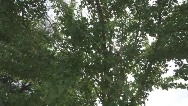 Drzewo Gingko Świecące Wietrze Niagara Region Beamsville Ontario Kanada — Wideo stockowe