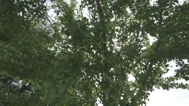 Gingko Boom Gloeiend Wind Niagara Regio Beamsville Ontario Canada — Stockvideo