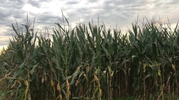 Maïs Groeit Een Landbouwgrond — Stockvideo