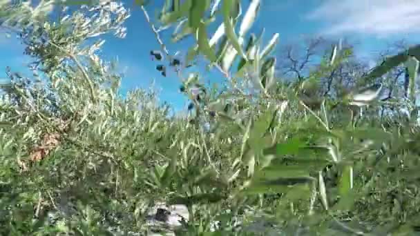 Наслаждаясь Собиранием Оливок Оливковом Саду — стоковое видео