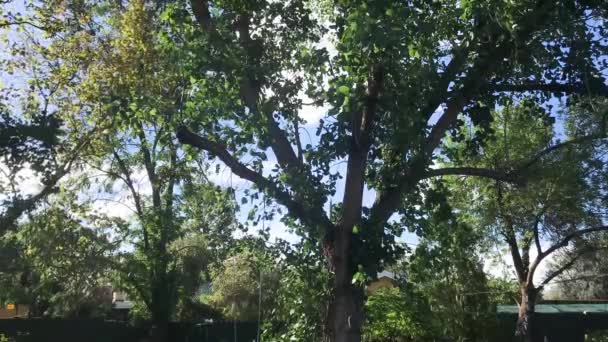 Tempo Caducidade Uma Árvore Jardim — Vídeo de Stock