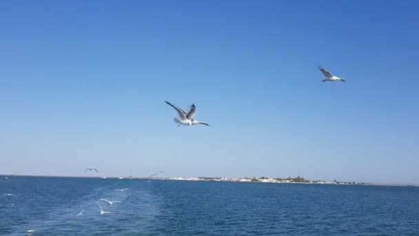 アルガルヴェの海での観光船に続くカモメの群れ — ストック動画