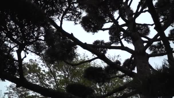Árbol Oriental Japonés Jardín Japonés Planten Bloomen — Vídeos de Stock