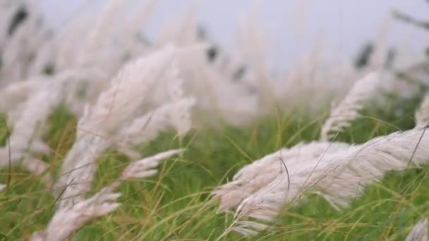 Kaash Phool Antes Del Festival Durga Puja India Bangladesh Atardecer — Vídeo de stock