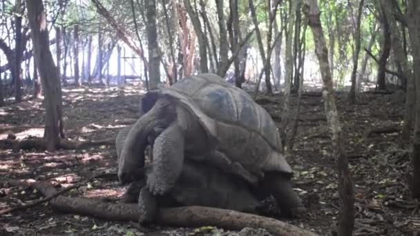 Riesenschildkröten Paaren Sich Auf Einer Insel Nahe Sansibar — Stockvideo